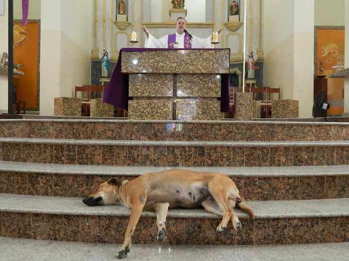Księdzu na każdej mszy asystują bezdomne psy. Dzięki temu mają szansę znaleźć kochające domy