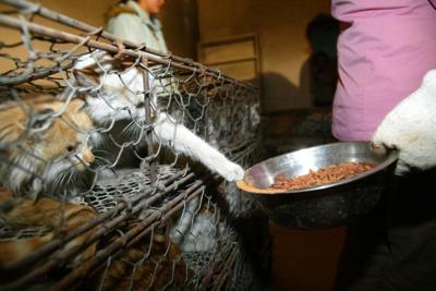 Chińczycy łapią bezdomne koty i robią z nich futra! Zdjęcia z ich „fabryki” łamią serce