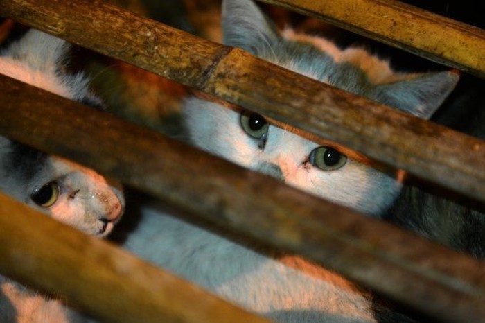 Chińczycy łapią bezdomne koty i robią z nich futra! Zdjęcia z ich „fabryki” łamią serce