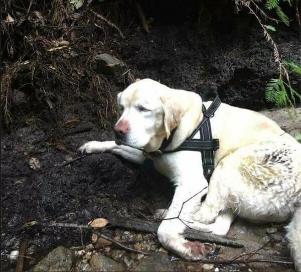 Niewidomy labrador uratowany po tym, jak samotnie spędził tydzień w lesie