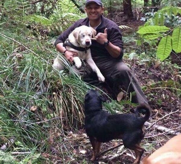 Niewidomy labrador uratowany po tym, jak samotnie spędził tydzień w lesie