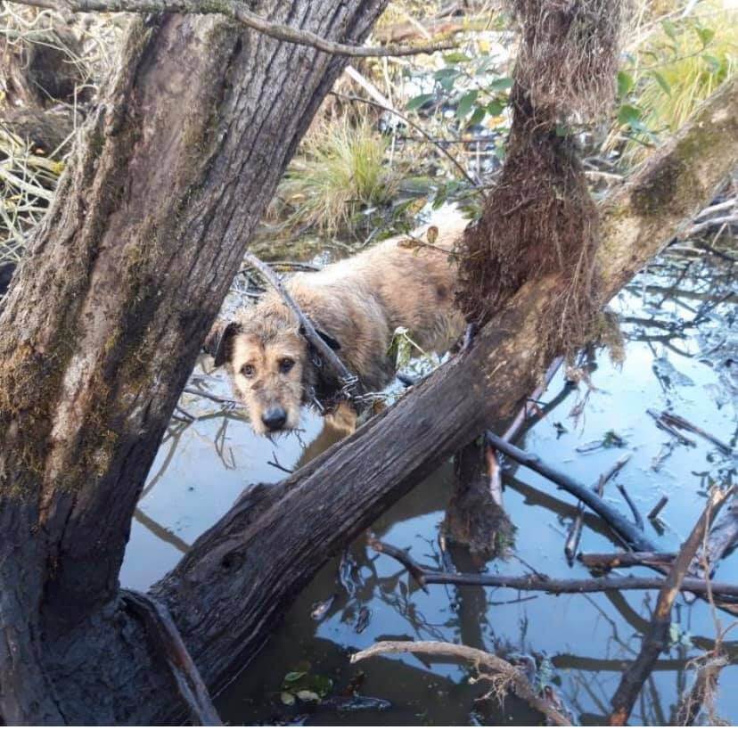 Przywiązał łańcuchem psa do drzewa i wrzucił do rzeki. Po czym poszedł spokojnie do domu