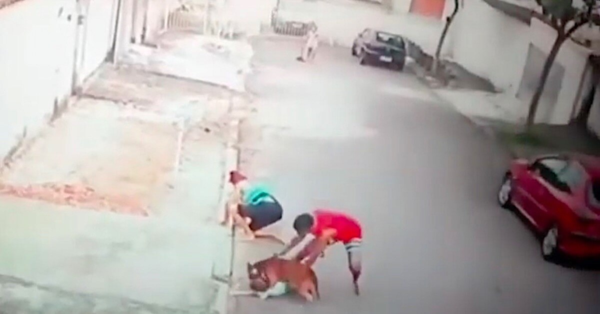 Agresywny pitbull zaatakował chłopczyka. Gdyby nie pomoc 20-latka, zostałby rozszarpany