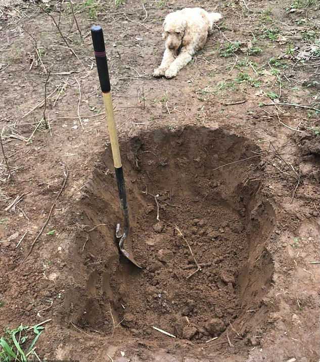 Kopał grób dla swojego psa. Czworonóg siedział tuż przy nim i wszystko obserwował