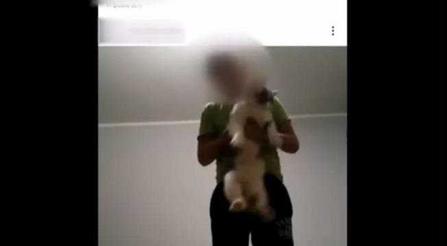 10-latek nagrał jak dręczy kota. Sprawą zajmie się policja