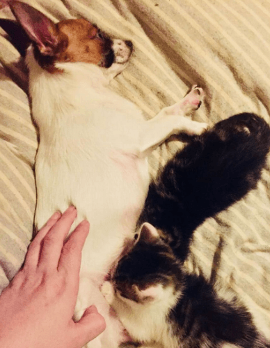 Chihuahua zaopiekowała się bezdomnymi kotkami. Miały piesek zrobił niewiarygodną rzecz