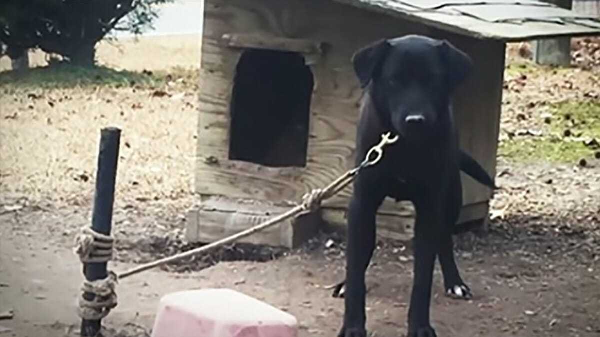 Pies uwiązany do słupka za pomocą splątanej liny przez 24/7 został uratowany – właściciel „nie był nim zainteresowany”