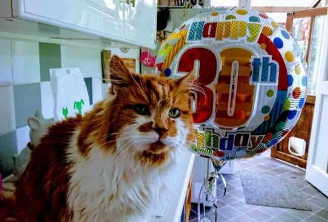 Nie żyje najstarszy kot na świecie. Dożył imponującego wieku