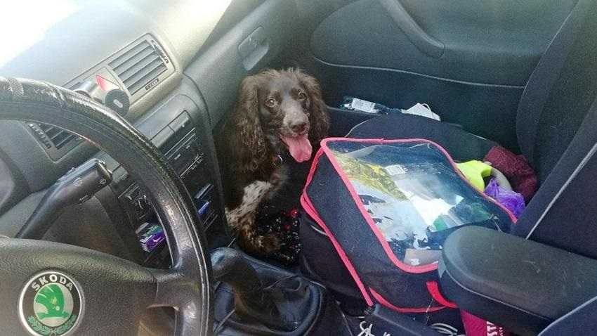 Pies konał w samochodzie. Nie uwierzysz, gdzie był właściciel!