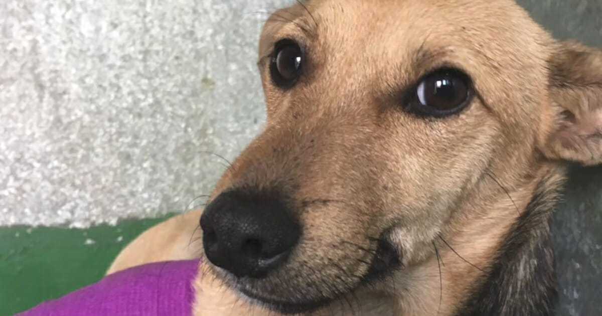 Rodzina porzuca z powodu wyglądu „obrzydliwego” psa po tym, jak stracił nogę w wypadku samochodowym