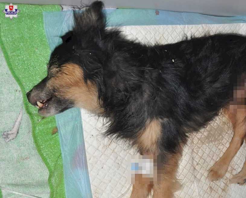 Lublin: Pies zakopany żywcem. Z ziemi wystawał tylko nos
