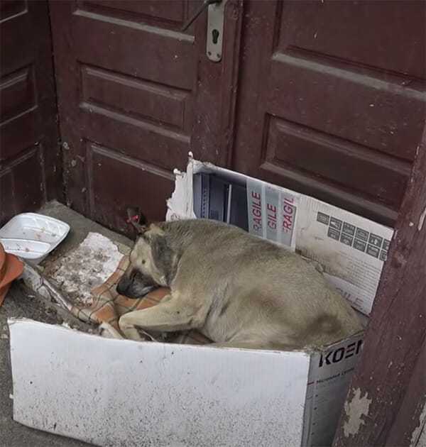 Pies od 6 lat mieszka sam na ulicy – jego reakcja, gdy zbliżył się turysta, jest nie do pobicia