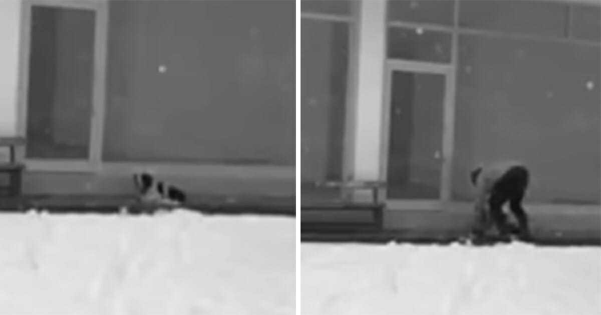 Pies zamarza, trzęsąc się w śnieżycy – mężczyzna robi coś, co porusza serca wszystkich w sieci