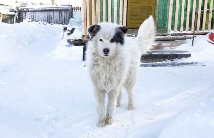 Sąsiedzi zauważają psa zamarzającego na śniegu i ruszają mu z pomocą – wtedy odkrywają, że zwierzę coś pod sobą skrywa