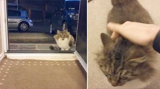 Bezdomny kot błaga by wejść do środka, wtedy mężczyzna odkrywa, że zwierzę nie jest same
