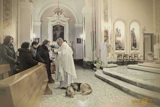 Ten pies chodził codziennie do kościoła, gdy dowiesz się dlaczego wzruszysz się do łez