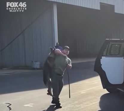 Niepokojące nagranie ukazuje, jak policjant przerzuca psa przez ramię i uderza nim o drzwi samochodu