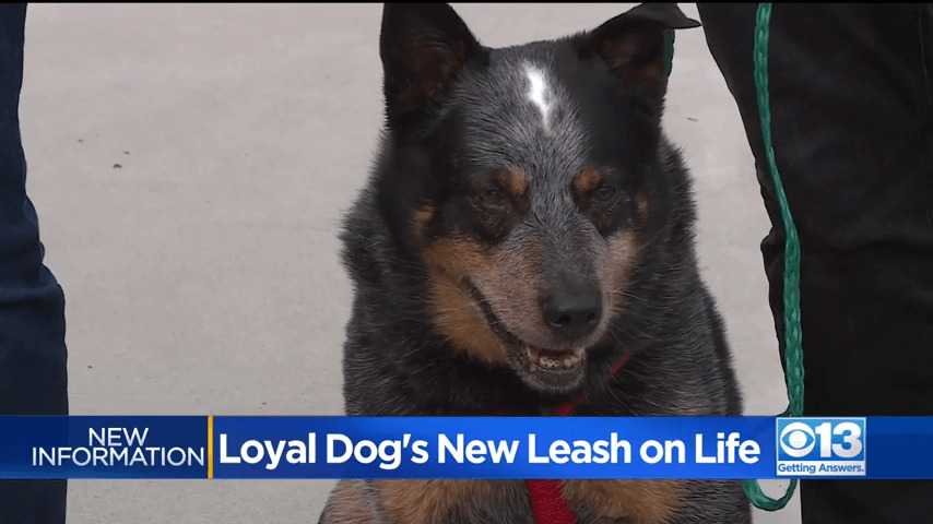Wierny pies, który ogrzewał ciało właściciela po jego śmierci, znalazł nowy dom