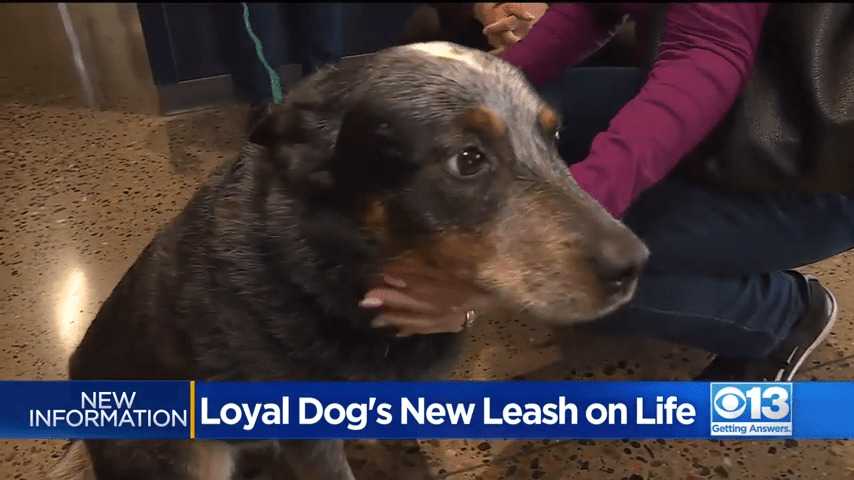 Wierny pies, który ogrzewał ciało właściciela po jego śmierci, znalazł nowy dom