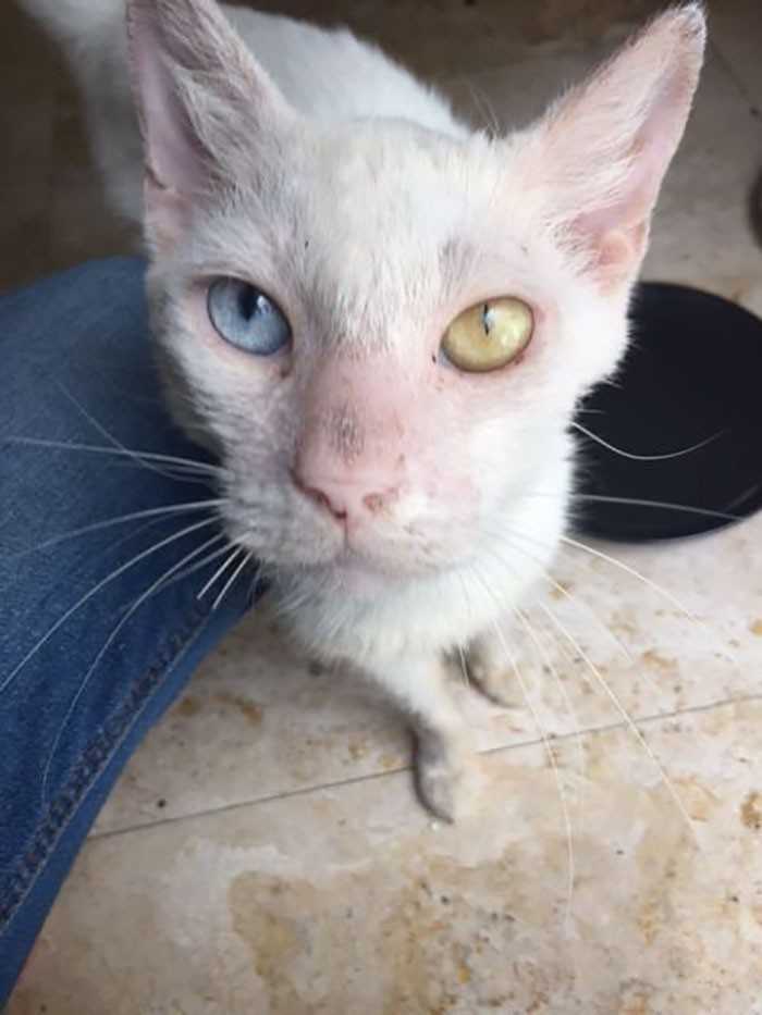 Bezdomny kot otwiera oczy po raz pierwszy od miesięcy. Ich piękno jest wręcz magiczne