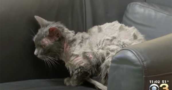 Zawiązali kotkę w worek i wrzucili do zgniatarki. Kotka piszczała i błagała aby ją uratować. Szok