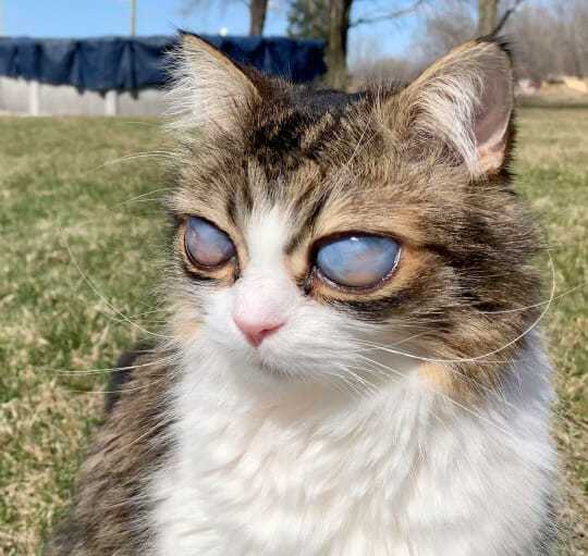 Oczy kota nagle tracą kolor, gdy trafia do domu nowego właściciela – powód skłania miłośniczkę zwierząt do działania