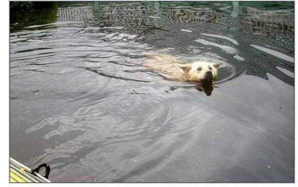 Kiedy zobaczysz, co ten pies zrobił w trakcie powodzi, zabraknie Ci słów
