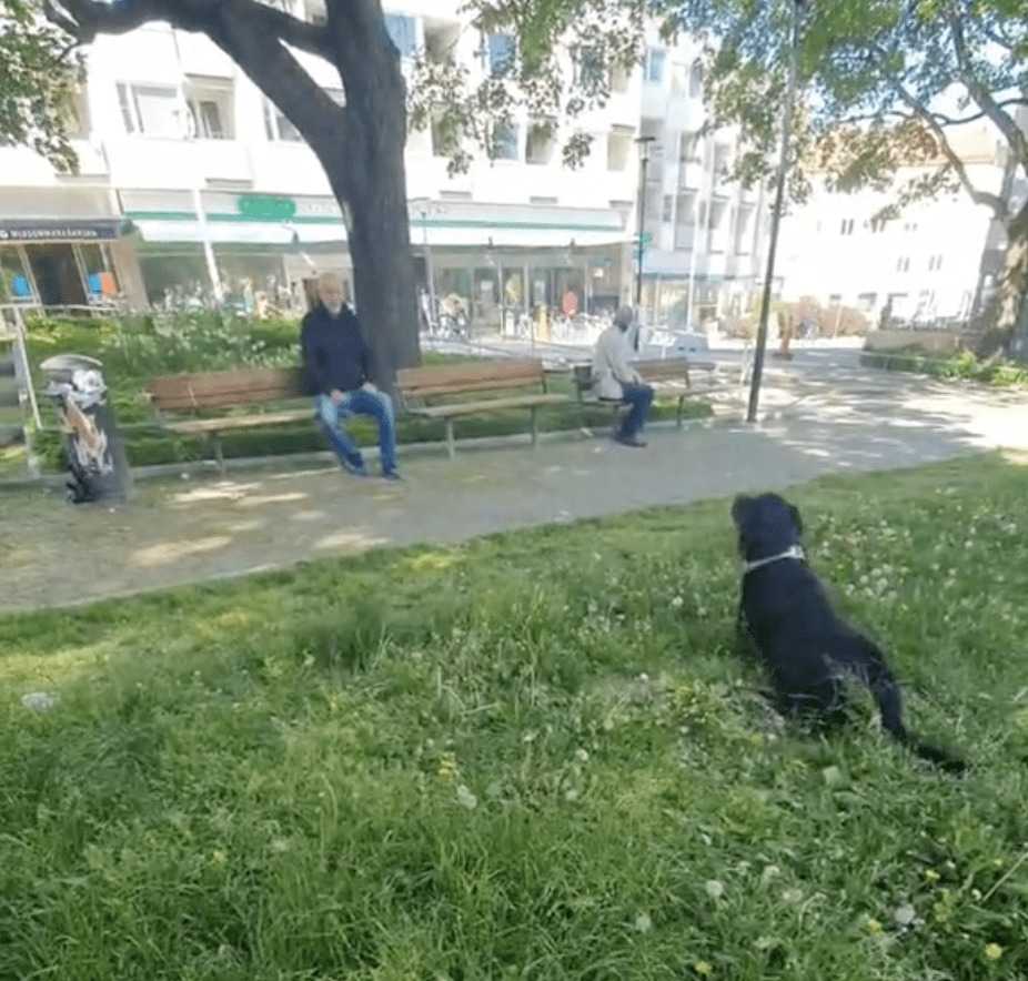 Przyjazny rottweiler rozwesela w parku starca, który właśnie stracił własnego psa