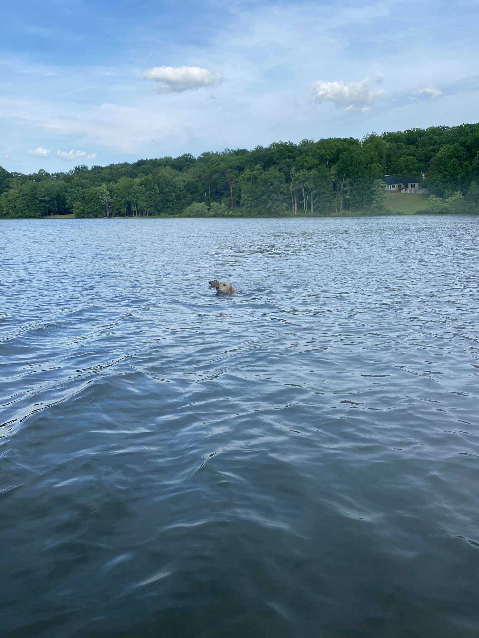 Bohaterski pies wskakuje do jeziora, aby uratować małego jelenia – dzięki temu zyskuje nowego przyjaciela