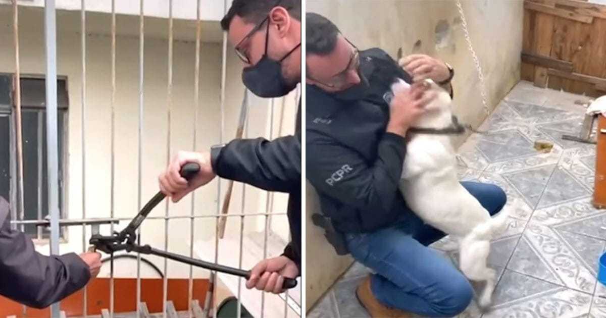 Po uratowaniu psa z łańcucha otrzymał podziękowanie, którego nigdy nie zapomni