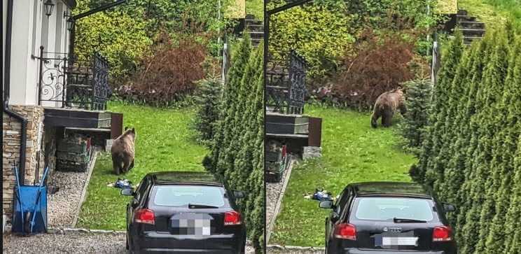 Zakopane: Niedźwiedź grasował po ulicach miasta