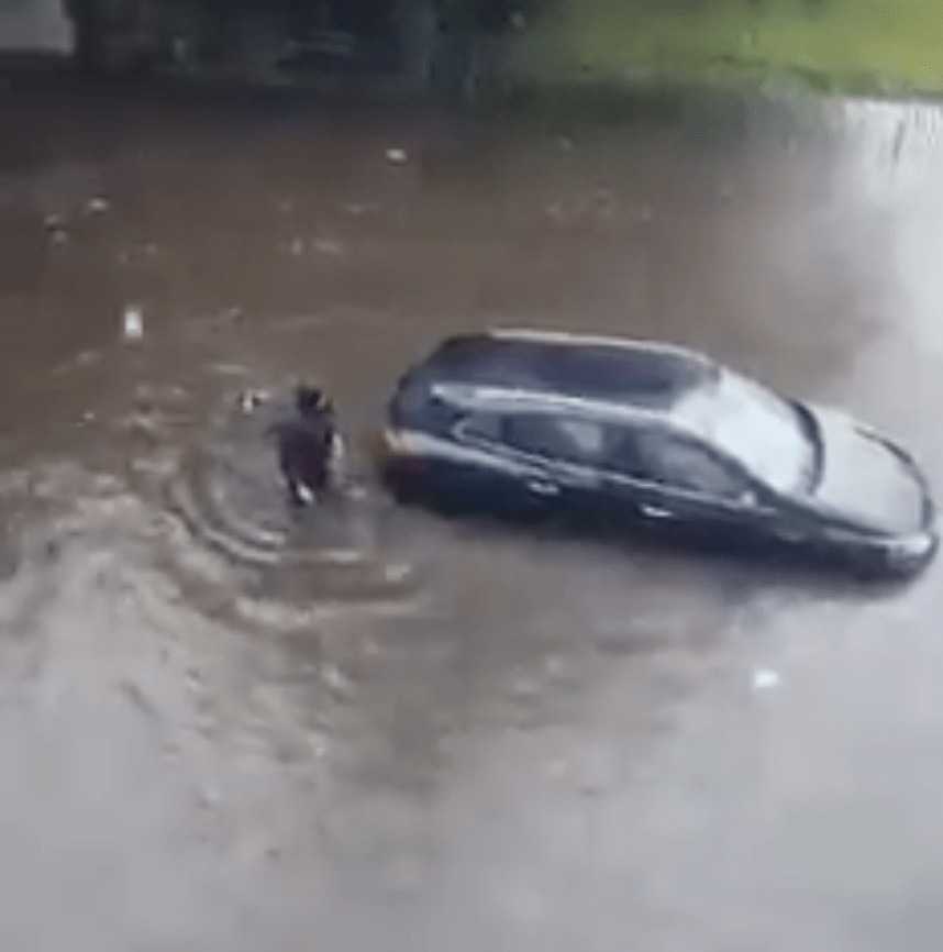 Pies pomaga właścicielowi wypchnąć zalany samochód z wody