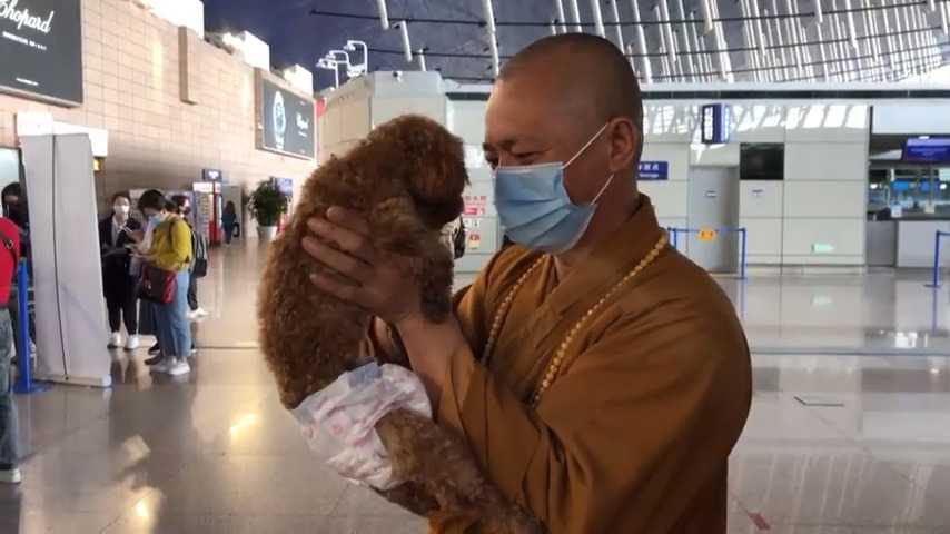 Buddyjski mnich poświęca swoje życie ratowaniu tysięcy bezpańskich psów