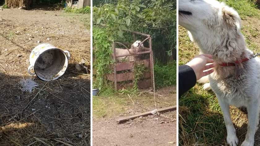 Okrutna kobieta już kolejny raz znęcała się nad psem. Tym razem posunęła się do wyjątkowego bestialstwa