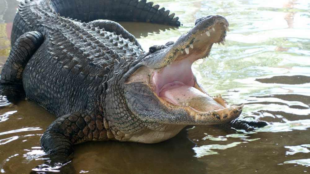 74-letnia kobieta odpiera atak aligatora, aby uratować swojego golden retrievera