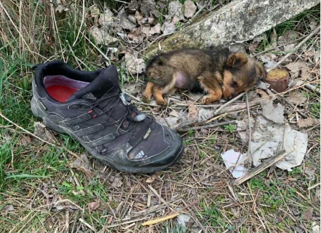 Mężczyzna ratuje bezdomnego szczeniaka, którego domem był stary but