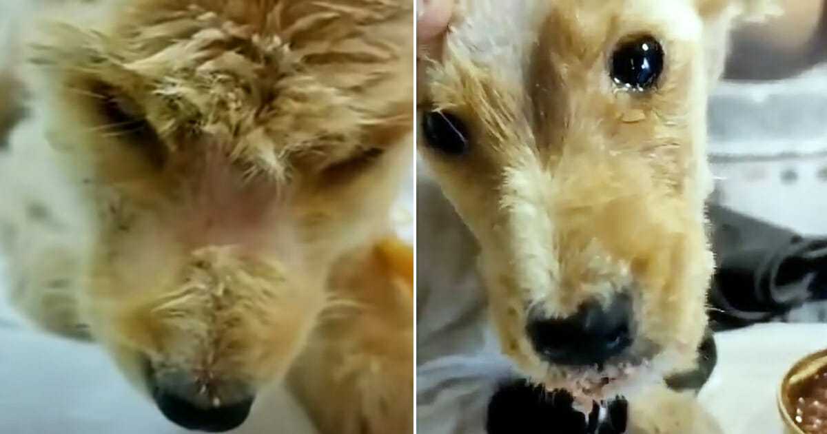 Płaczący pies złamał serca wszystkim osobom w lecznicy – po tym jak go wykąpali, zrozumieli, że był okropnie zagłodzony