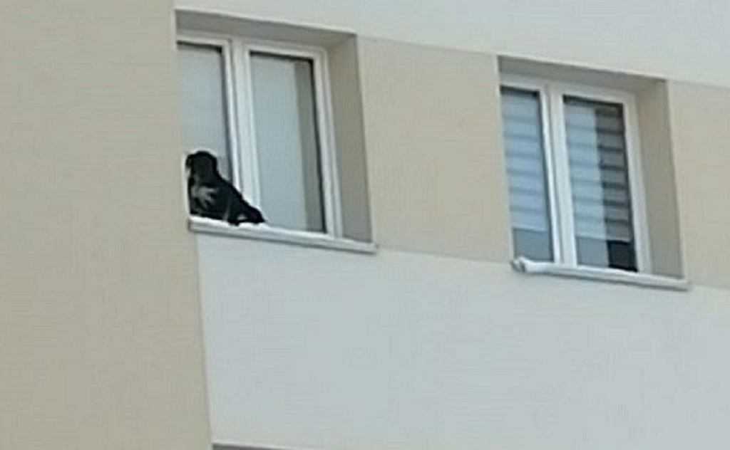 Lubin. Wystawił psa na parapet na dziewiątym piętrze i zamknął okno. Został za to skazany