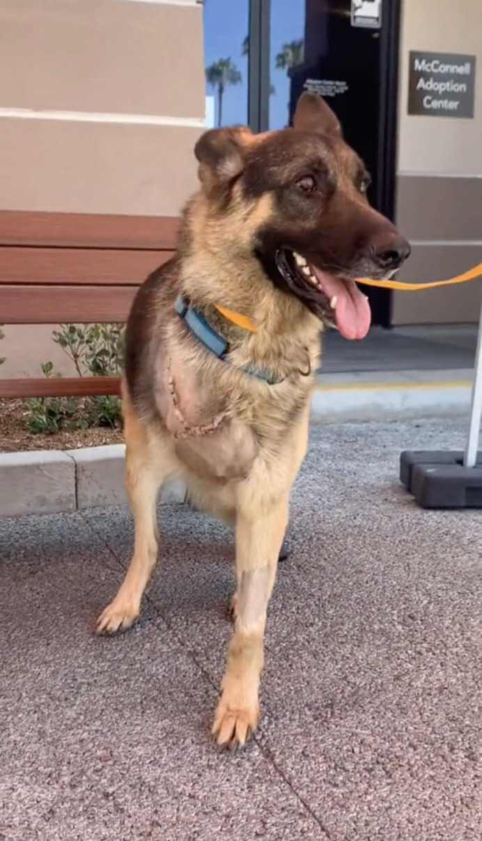 Psi ratownik z amputowaną nogą zostaje adoptowany przez weterana, który również stracił nogę
