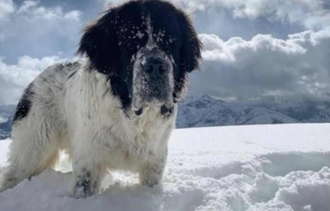 Pracownicy lodowiska spełniają ostatnie życzenie umierającego psa, by po raz ostatni zobaczył śnieg