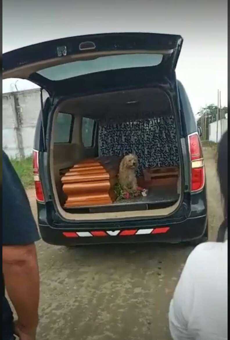 Pies załamał się po śmierci właścicielki – podczas pogrzebu nie chce odejść od niej na krok