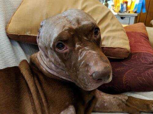 Kiedy znaleźli tego psa miał odcięte ucho i krwawił. Kiedy chcieli mu pomóc poznali bolesną prawdę