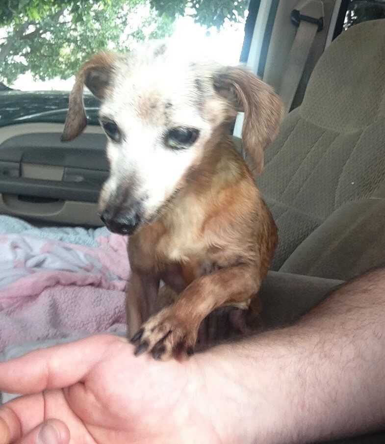 Wyrzucili chihuahua na parkingu autostrady, aby nie wrócił do domu. 10 letni pies bardzo cierpiał.
