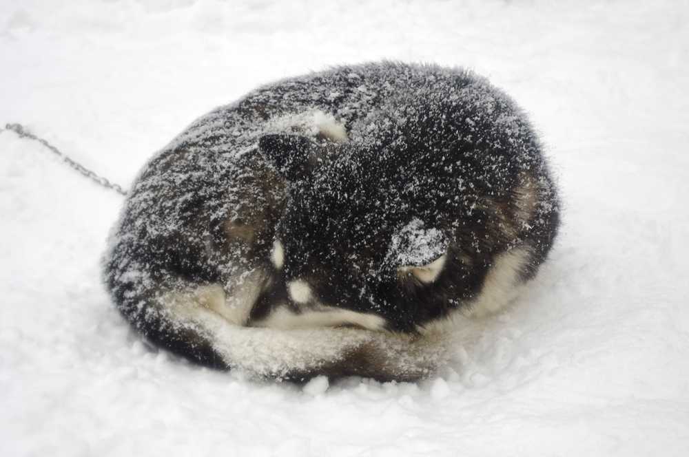 Zaginiona 10-latka przeżyła noc i śnieżycę tuląc się do „puszystego” bezdomnego psa
