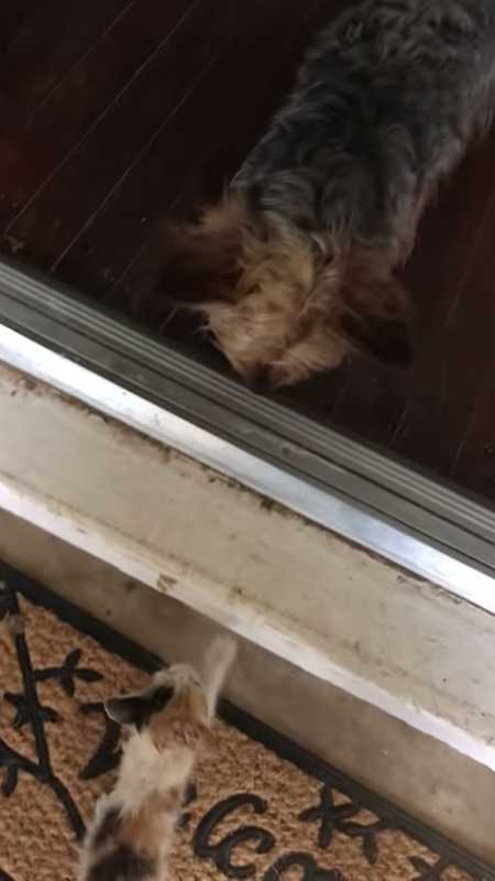Podczas deszczowej pogody pies znajduje bezdomnego kotka i prowadzi go do nowego domu