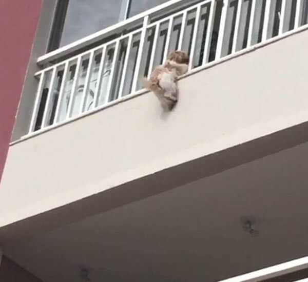 Pies zwisał z balkonu na 4 piętrze. Zębami trzymał się parapetu. To co stało się jak spadł jest