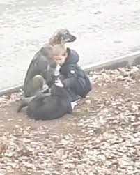 Chłopiec zatrzymuje się, aby przytulić dwa bezdomne psy. Myślał, że nikt go nie widzi
