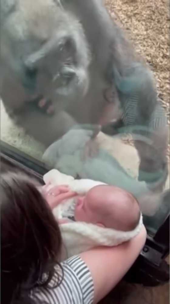 Zaciekawiona gorylica z miłością przygląda się dziecku kobiety i chwali się jej swoim maluchem