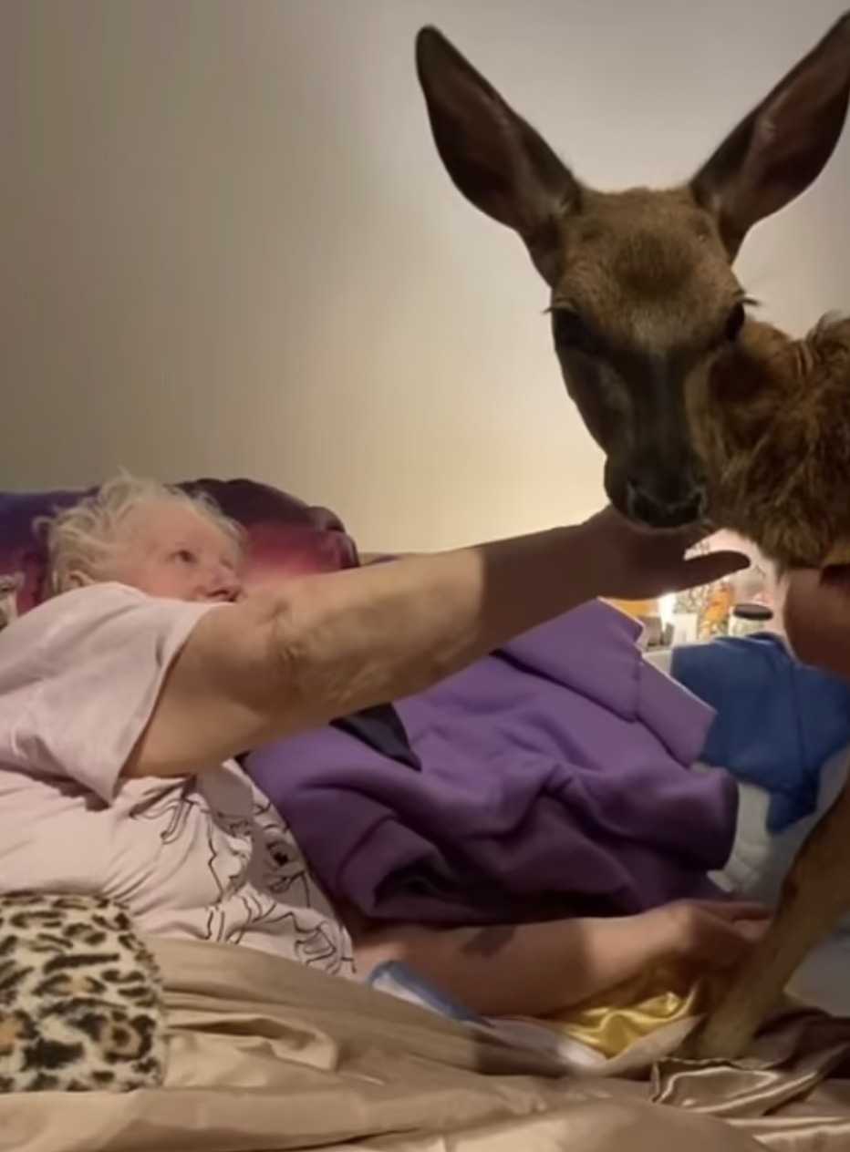 Umierającą kobietę, która uwielbia film „Bambi”, odwiedza wyjątkowy gość – prawdziwy jelonek