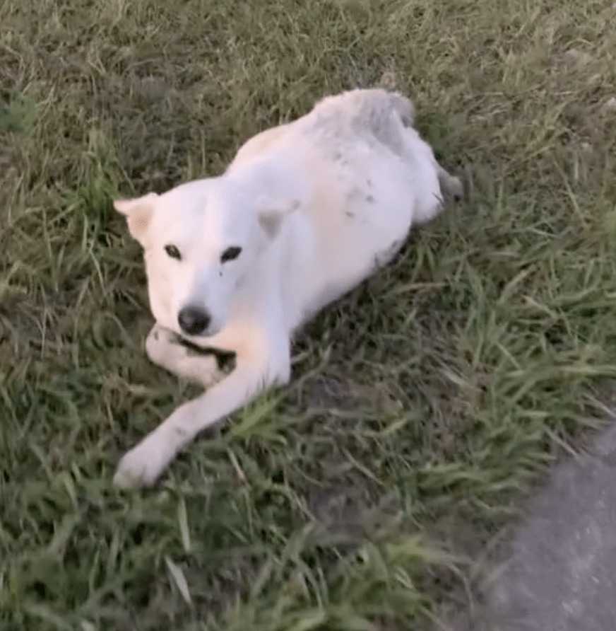 Lojalny bezpański pies chroni swoją ranną najlepszą przyjaciółkę po tym, jak potrącił ją samochód
